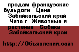 продам французские бульдоги › Цена ­ 10 000 - Забайкальский край, Чита г. Животные и растения » Собаки   . Забайкальский край